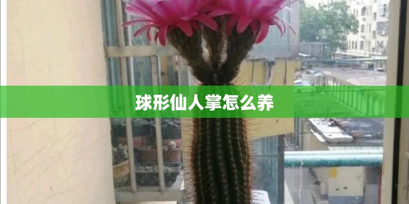 球形仙人掌怎么养