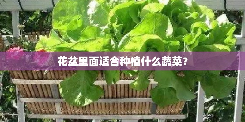 凌渡230动力够吗什