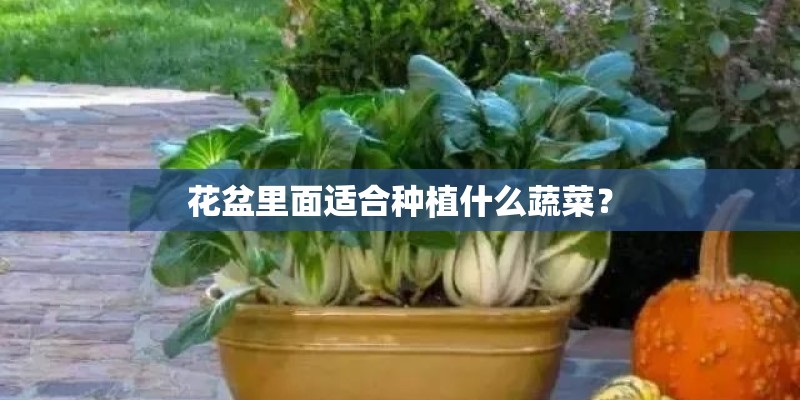 花盆里面适合种植什么蔬菜？