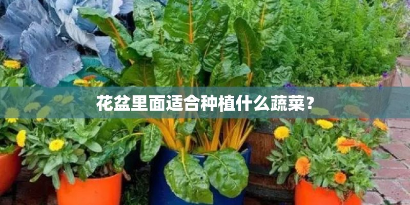 花盆里面适合种植什么蔬菜？