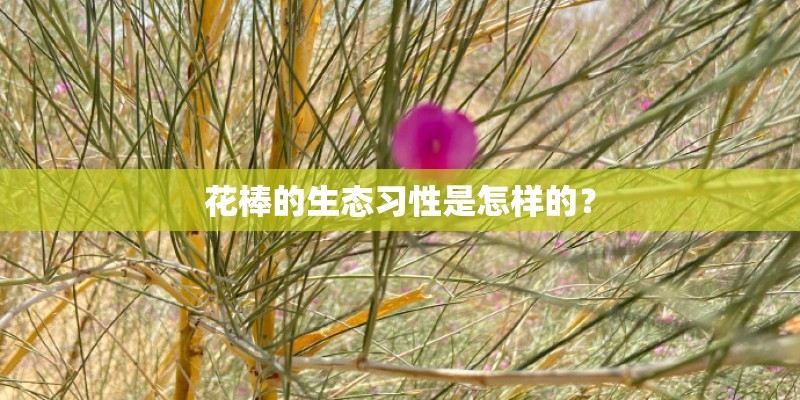 《植物大战僵尸：花园战争2》玫瑰怎么解锁
