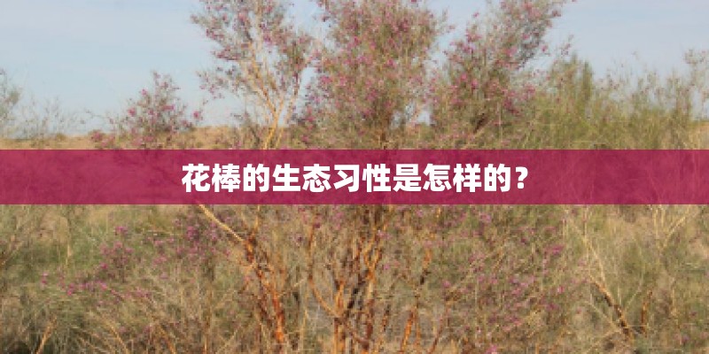 花棒的生态习性是怎样的？