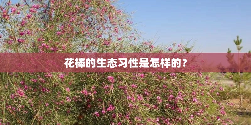 花棒的生态习性是怎样的？