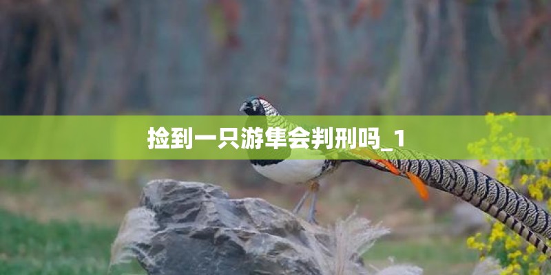 捡到一只游隼会判刑吗_1
