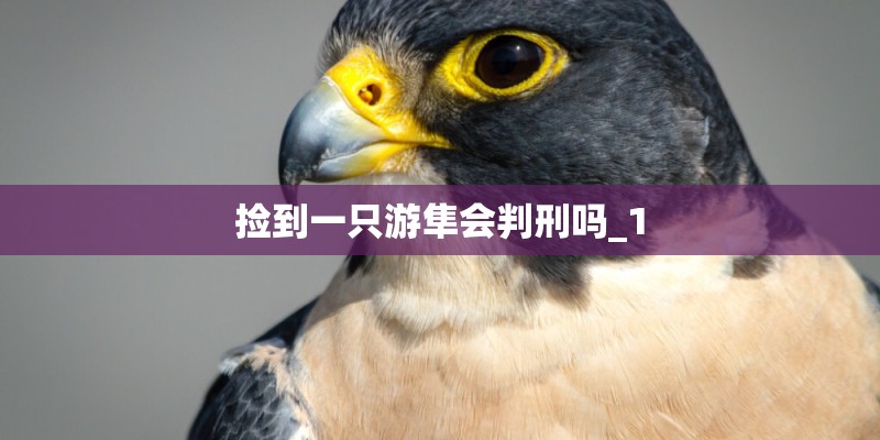 捡到一只游隼会判刑吗_1