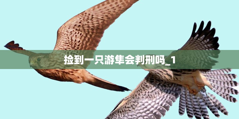 捡到一只游隼会判刑吗_1