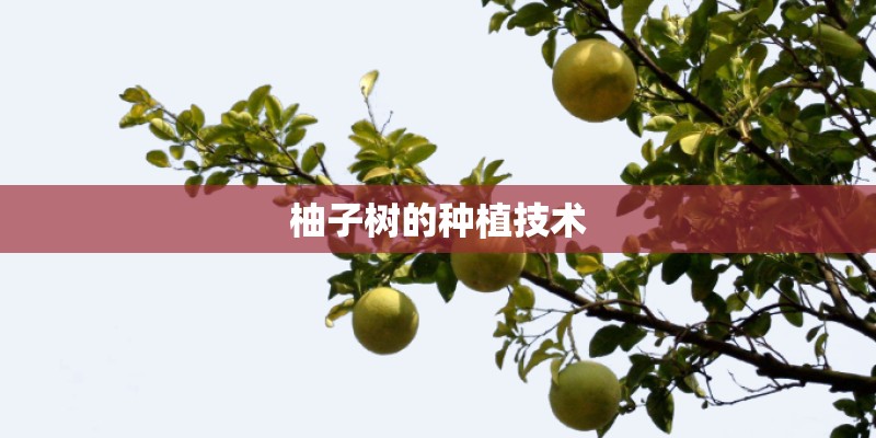 柚子树的种植技术