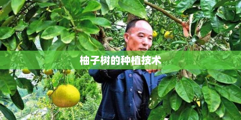 柚子树的种植技术