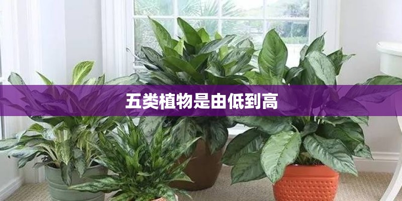 五类植物是由低到高