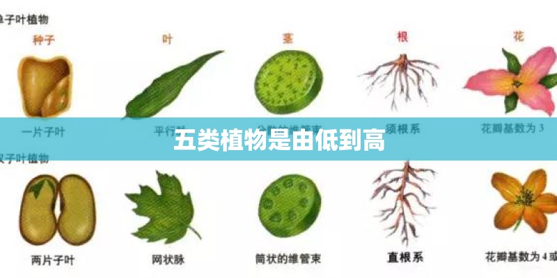 五类植物是由低到高