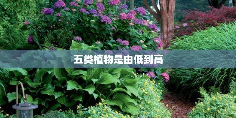 五类植物是由低到高