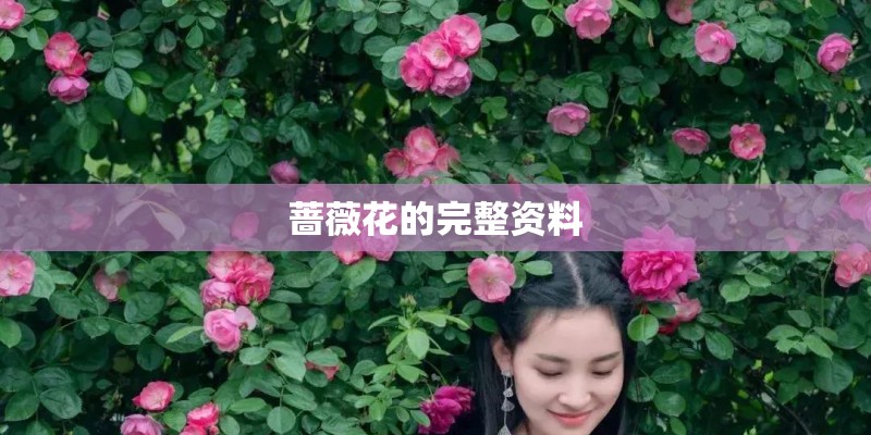 蔷薇花的完整资料