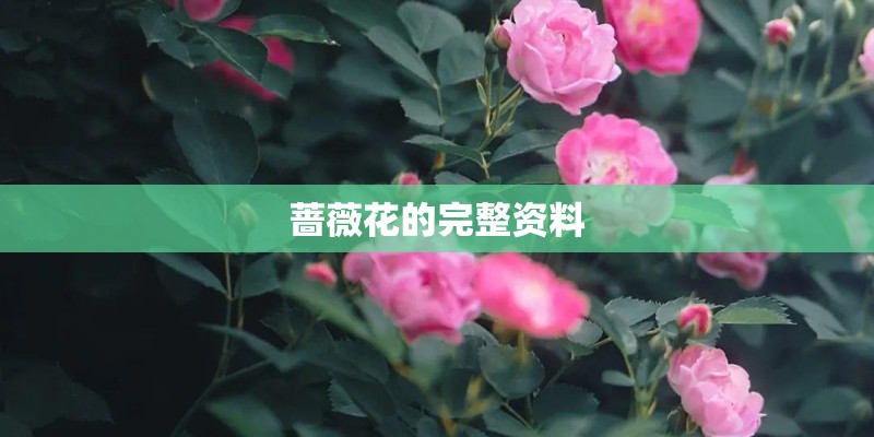 蔷薇花的完整资料