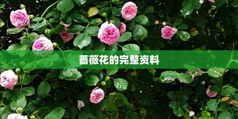 蔷薇花的完整资料
