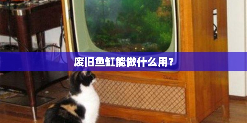 废旧鱼缸能做什么用？