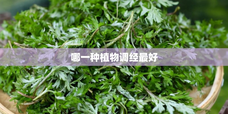 哪一种植物调经最好