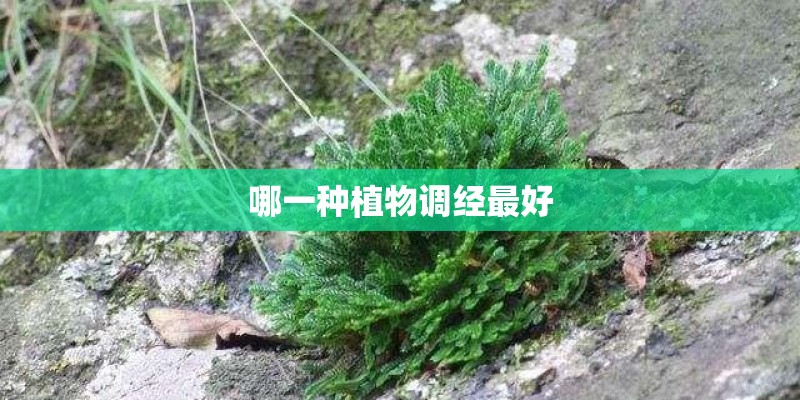 哪一种植物调经最好