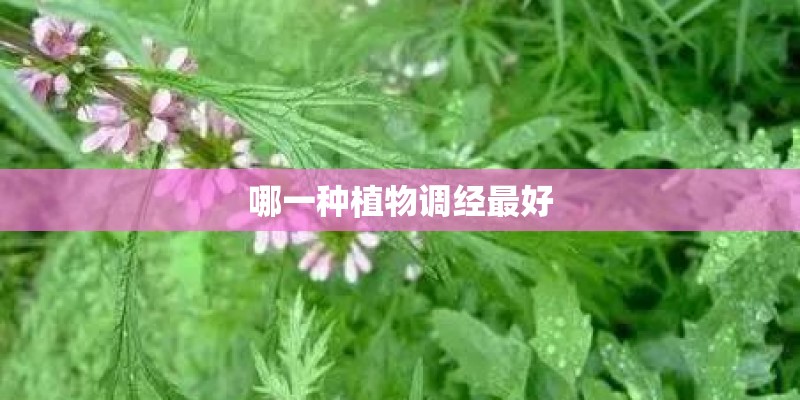 哪一种植物调经最好