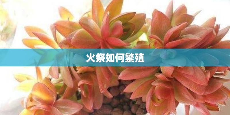 火祭如何繁殖