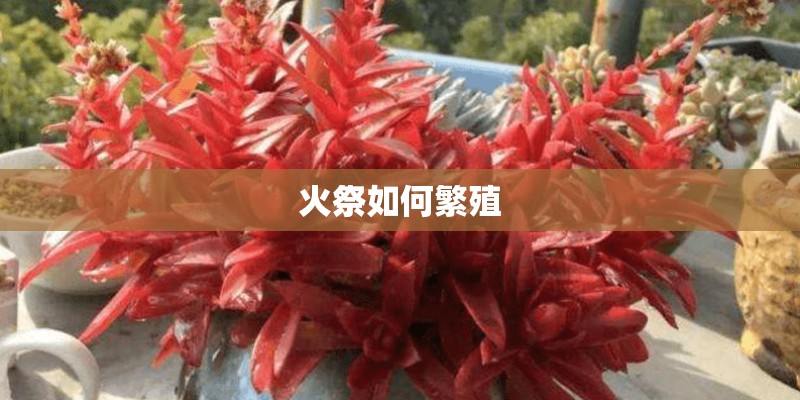 火祭如何繁殖