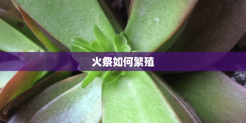 火祭如何繁殖