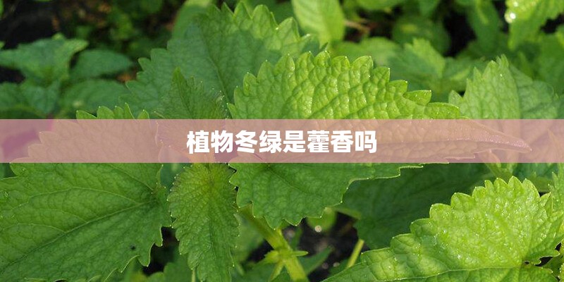 植物冬绿是藿香吗