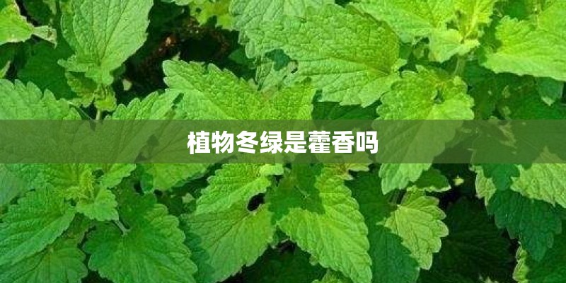 植物冬绿是藿香吗