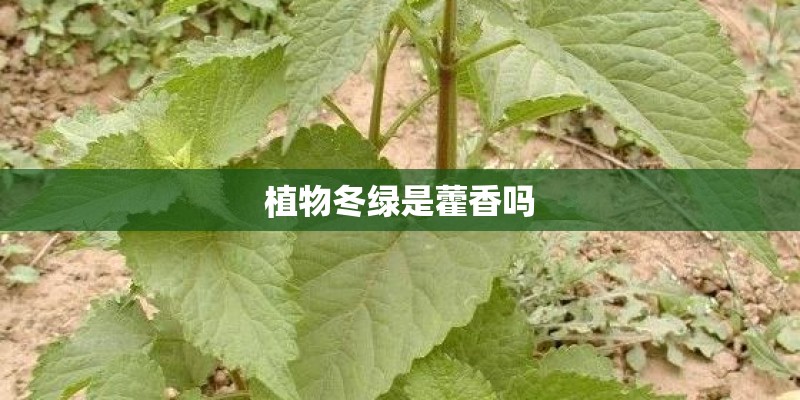 植物冬绿是藿香吗
