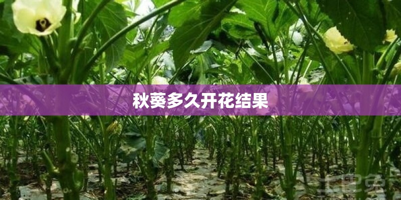 秋葵多久开花结果
