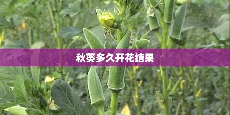 秋葵多久开花结果