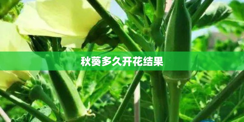 秋葵多久开花结果