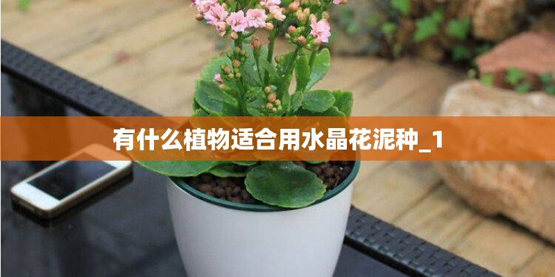 有什么植物适合用水晶花泥种_1