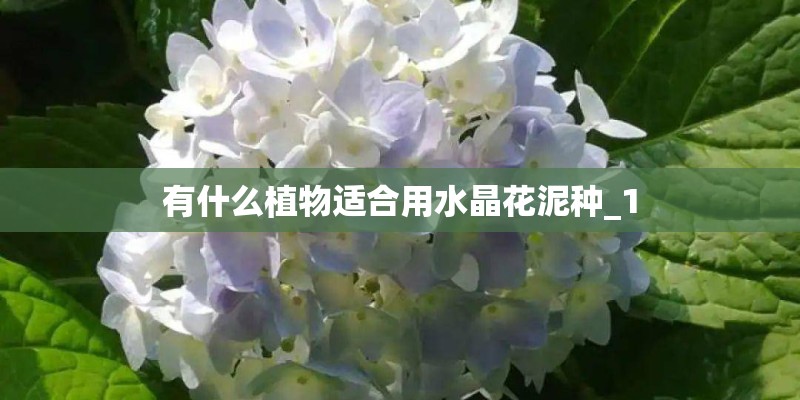 有什么植物适合用水晶花泥种_1
