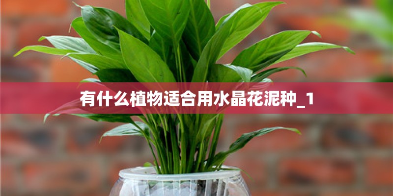 有什么植物适合用水晶花泥种_1