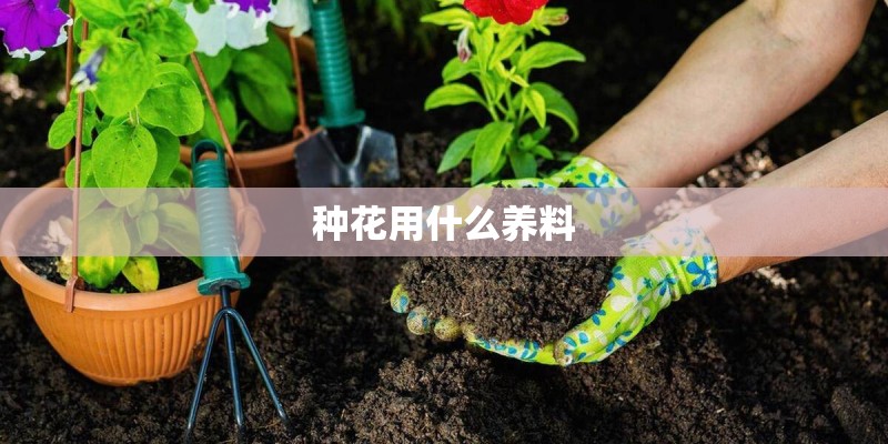 种花用什么养料