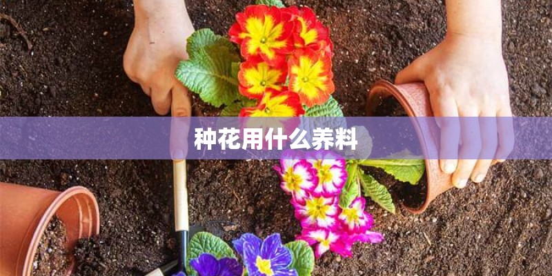 种花用什么养料