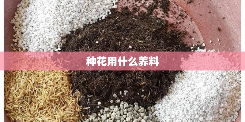 种花用什么养料