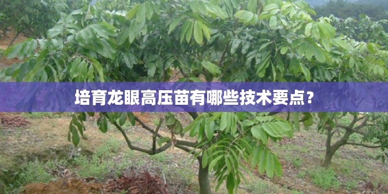 培育龙眼高压苗有哪些技术要点？