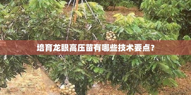 培育龙眼高压苗有哪些技术要点？