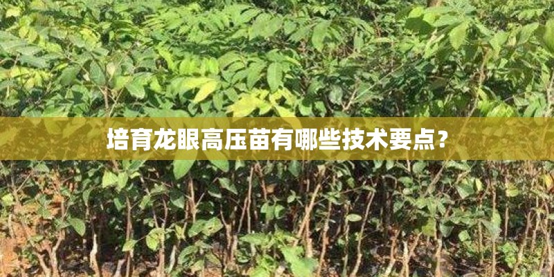 培育龙眼高压苗有哪些技术要点？