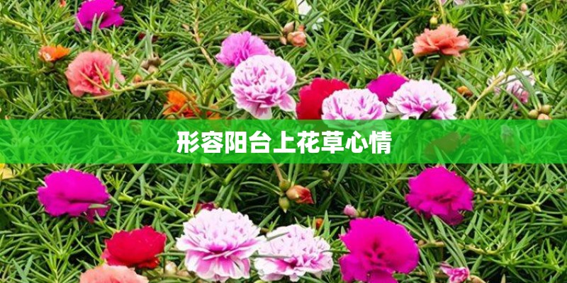 形容阳台上花草心情 形容阳台上花草心情