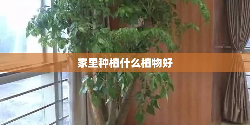 家里种植什么植物好
