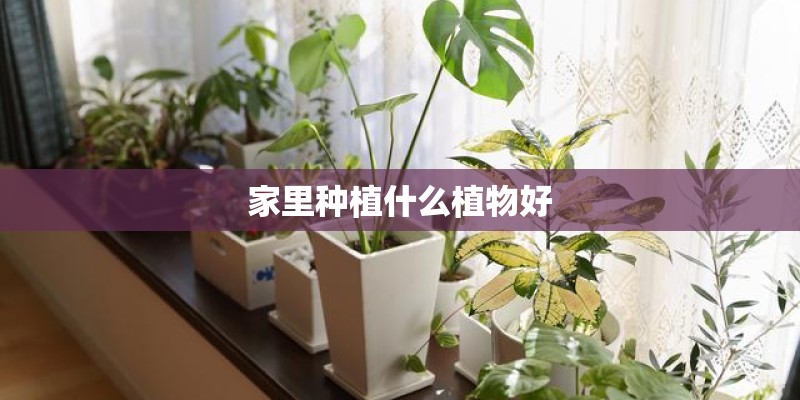 家里种植什么植物好