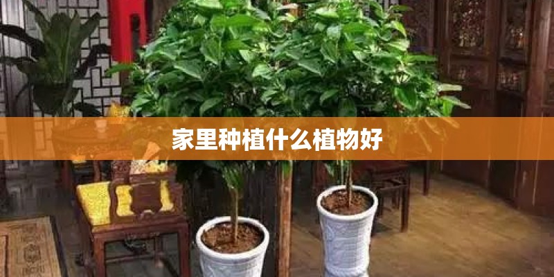 家里种植什么植物好