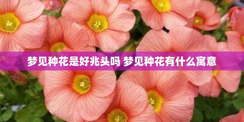 梦见种花是好兆头吗 梦见种花有什么寓意 梦见种花是好兆头吗 梦见种花有什么寓意
