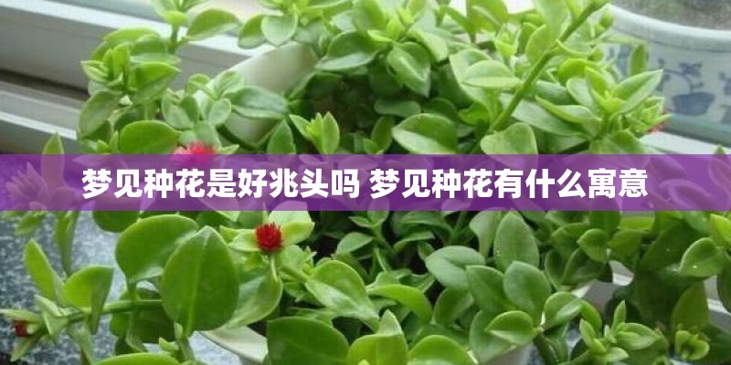 梦见种花是好兆头吗 梦见种花有什么寓意 梦见种花是好兆头吗 梦见种花有什么寓意